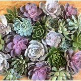 Park Cities Petals - Florists in Dallas