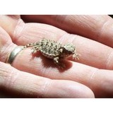 Reptile Vendor - Other in Princeton