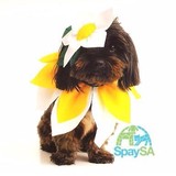 Spaysa - Veterinarians/Vets in San Antonio