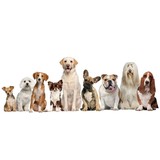 The Dog Spa Of Frisco Texas LLC - Other in Frisco