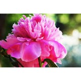 Lane Florist - Florists in Dallas