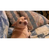Eagle Veterinary Hospital - Veterinarians/Vets in San Antonio
