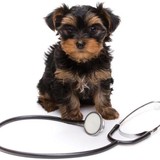 Pet Vet - Business Consulting in Frisco
