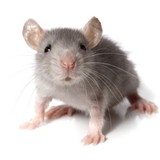 Precision Pest Management - Pest Control in Plano