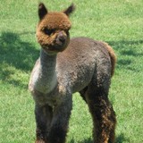 Aubrey Oaks Alpacas - Other in Gainesville