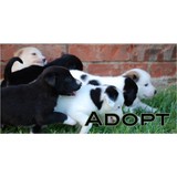 Humane Society Of Coppell Inco - Other in Coppell