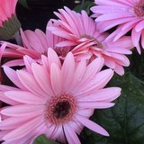 Warren's Garden Center - Other in Huffman