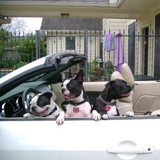 American Pet Sitters 'N More - Pet Services in Houston