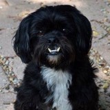 Tzu Zoo Rescue - Veterinarians/Vets in Dallas