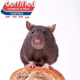A Certified Termite & Pest - Pest Control in Houston