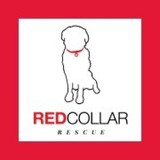 Red Collar Rescue Inc - Pet Services in Houston