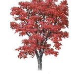 Red Oak Computer - Other in Red Oak