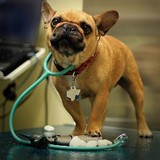 Grandview Veterinarian Clinic - Veterinarians/Vets in Odessa
