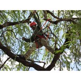 Kingwood Tree Service - Tree Services in Humble