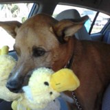 Yol-Art - Picture Frames & Framing Supplies/Services in Houston