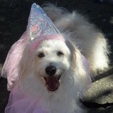 Lucy Goo Pet Sitting - Pet Stores in Houston