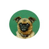 Odyssey Pets - Pet Stores in Dallas