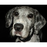 ALPHA K9 PET SERVICES - Animal Boarding/Pet Boarding in Houston