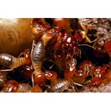 Ennyk Pest Control & Termite - Pest Control in Houston