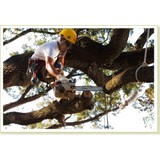 Houston Tree Service - Tree Services in Houston