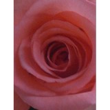 Cornelius Florists - Florists in Houston