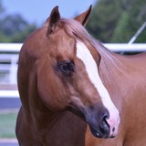 Mc Quay Stables Inc - Other in Tioga