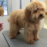 Well Groomed - Pet Groomers in Houston