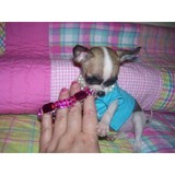 Tiny Paws And Claws - Pet Services in Houston