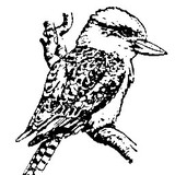 Kookaburra Bird Shop LLC - Pet Stores in Carrollton