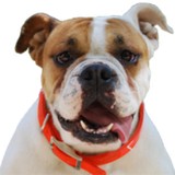 Four Seasons Veterinary Hosp - Hospitals in Spring