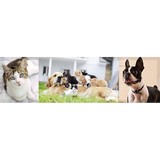 Fondren Animal Hospital - Veterinarians/Vets in Houston