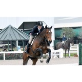 Bayview Equestrian Center - Other in League City