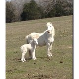 Wild Horse Foundation Inc - Other in Franklin