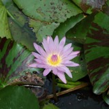 Yoga With Gaileee Experienced - Registered Yoga T - Yoga in Nederland