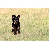 Lake Conroe Vet Group Pc - Veterinarians/Vets in Montgomery