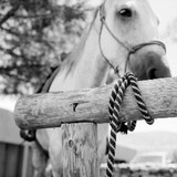 Cibolo Creek Ranch - Other in Marfa