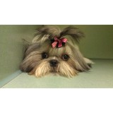 Snoopy's Dog House - Pet Stores in Fort Worth