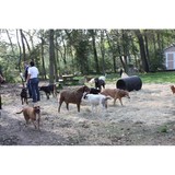 Pure Mutts Animal Sanctuary Inc - Veterinarians/Vets in Conroe