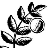 Black Walnut Cafe - Cafes in Katy