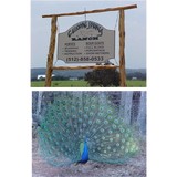 Galloping Springs Ranch - Other in Dripping Springs