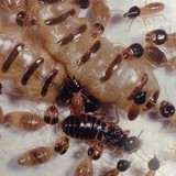 West Texas Pest Control - Other in Borger