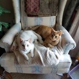 Spca San Pat County - Other in Aransas Pass