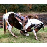 A Ranch Horse - Other in New Caney