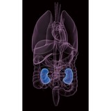 Renal Specialists - Doctors in Pasadena