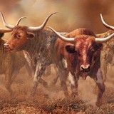 Wesley Gallery & Frame - Other in Dripping Springs