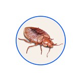 Pest Control Fort Worth - Pest Control in Fort Worth