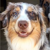 Wag Time Doggie Daycare - Pet Groomers in Arlington