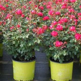 Mea Nursery - Other in Lindale