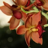 Clown Alley Orchids - Other in Pasadena