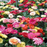 Alldredge Gardens - Other in Midland